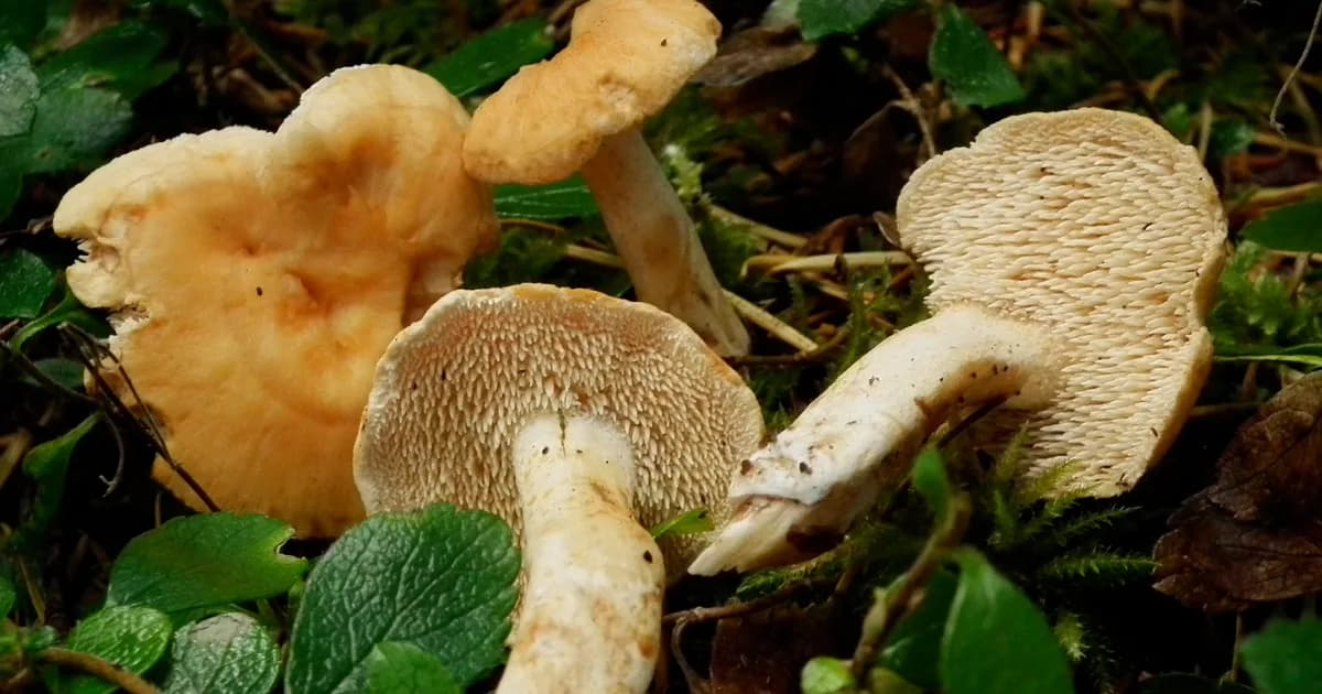 Bellybutton Hedgehog (Hydnum umbilicatum) in Indiana habitat