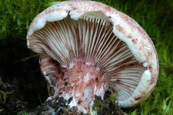 Rosy Russula (Hygrophorus russula) in South Carolina habitat