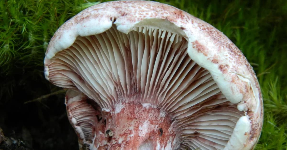 Rosy Russula (Hygrophorus russula) in Alabama habitat