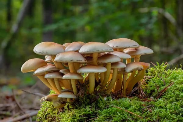 Sulphur Tuft (Hypholoma fasciculare) in Wisconsin habitat