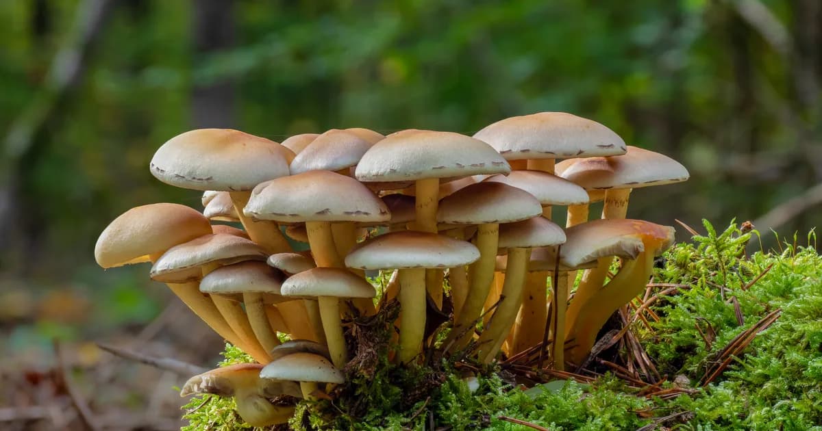 Sulphur Tuft (Hypholoma fasciculare) in Maine habitat
