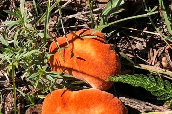 Lobster Mushroom (Hypomyces lactifluorum) in Idaho habitat