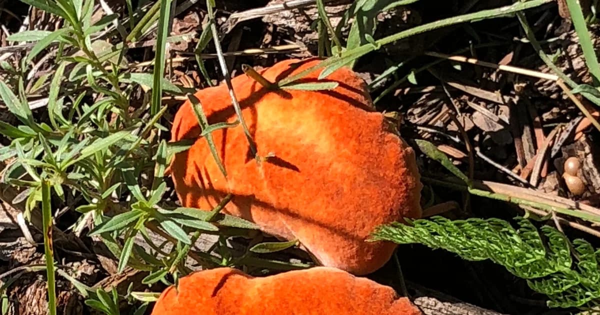 Lobster Mushroom (Hypomyces lactifluorum) in Ohio habitat