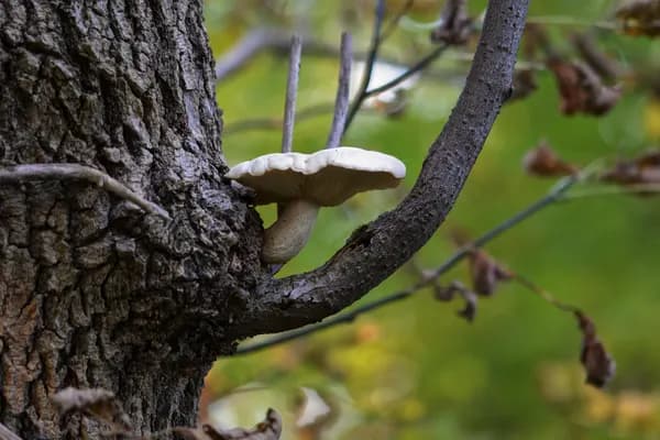 Elm Oyster (Hypsizygus ulmarius) in Connecticut habitat
