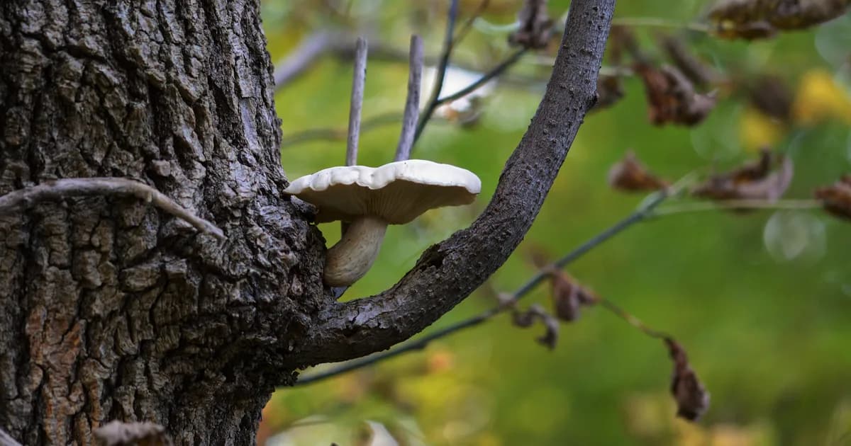 Elm Oyster (Hypsizygus ulmarius) in Iowa habitat