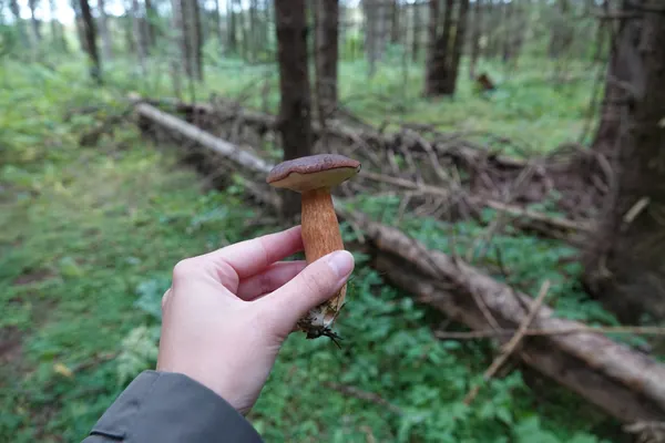 Bay Bolete (Imleria badia) in Connecticut habitat