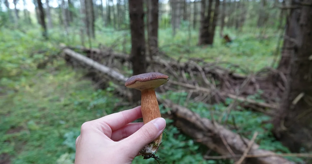 Bay Bolete (Imleria badia) in Ohio habitat