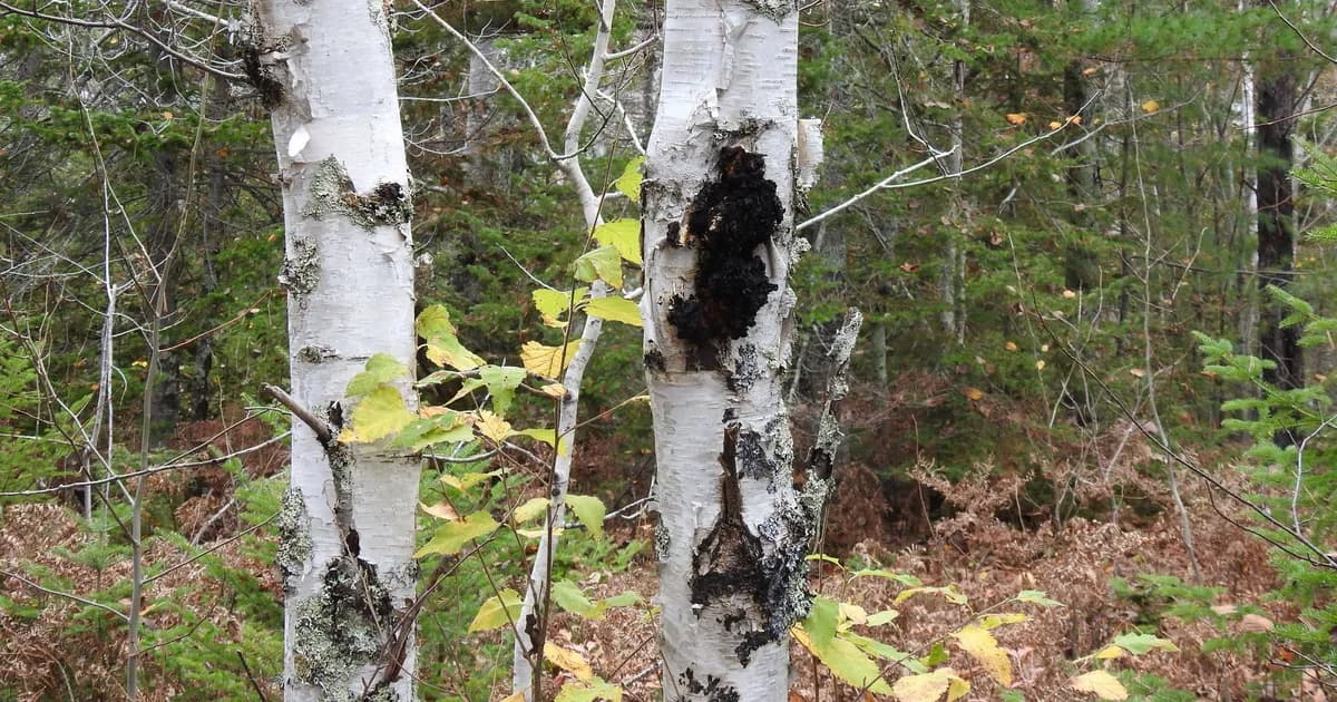 Chaga (Inonotus obliquus) in Massachusetts habitat