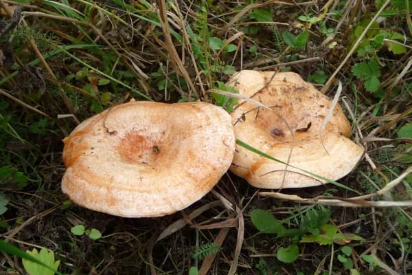 Saffron Milk Cap (Lactarius deliciosus) in Colorado habitat