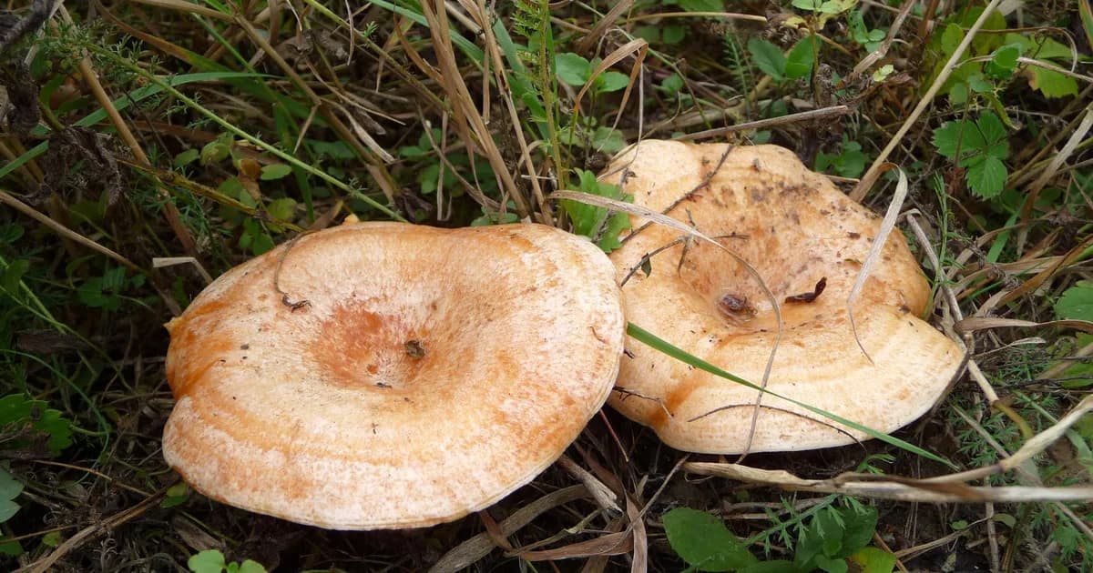Saffron Milk Cap (Lactarius deliciosus) in Wyoming habitat