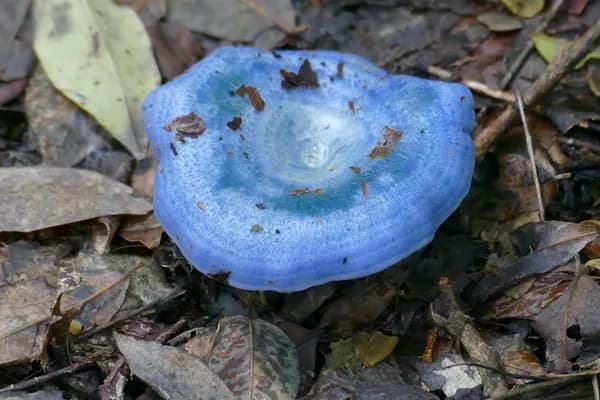 Indigo Milk Cap (Lactarius indigo) in Texas habitat