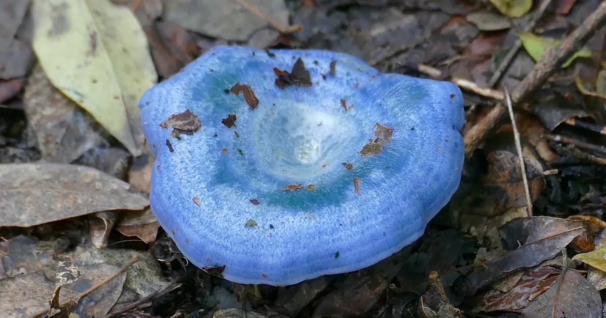 Indigo Milk Cap (Lactarius indigo) in Kentucky habitat