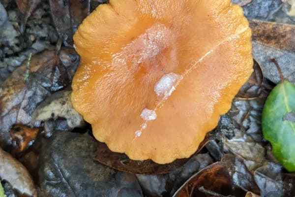 Candy Cap (Lactarius rubidus) in Oregon habitat
