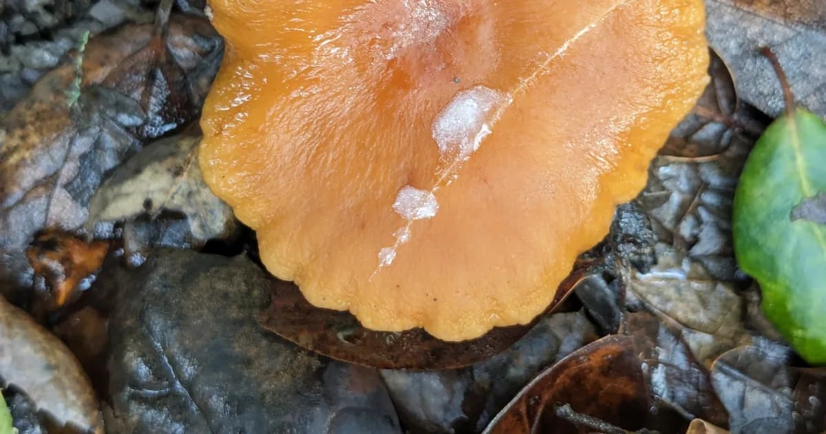 Candy Cap (Lactarius rubidus) in California habitat