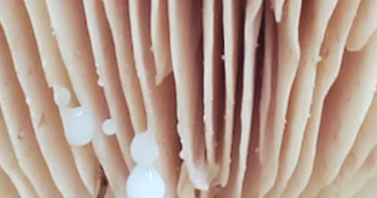 Corrugated Milkcap (Lactifluus corrugis) in Arkansas habitat