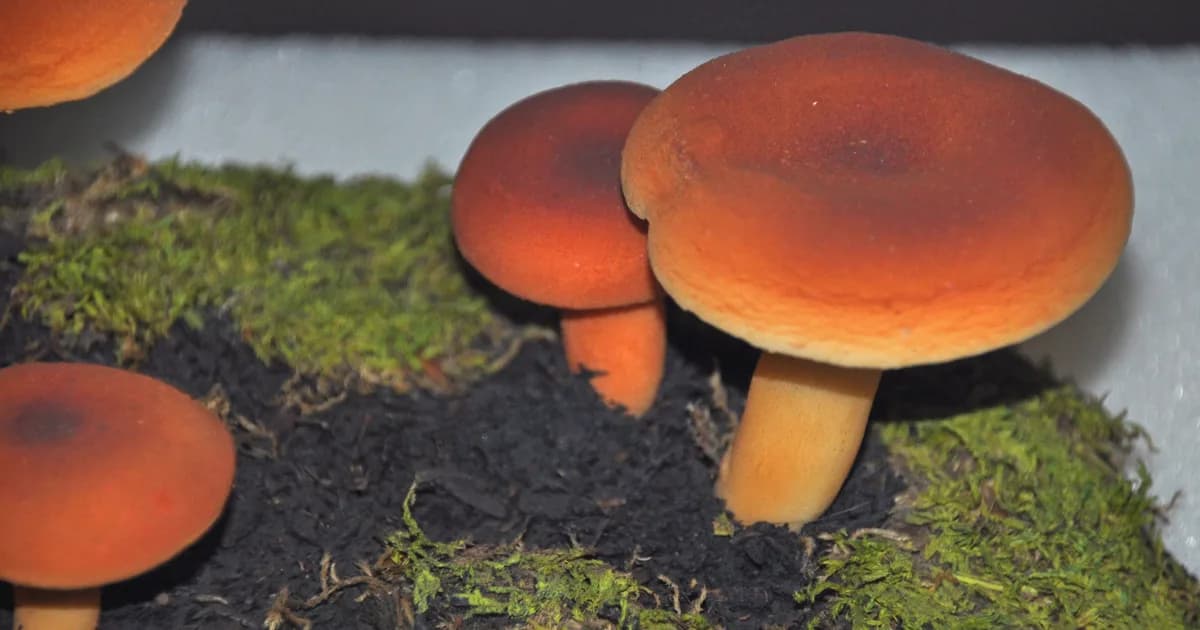 Weeping Milkcap (Lactifluus volemus) in West Virginia habitat