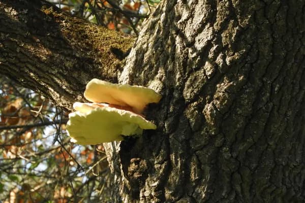 Western Sulphur Shelf (Laetiporus gilbertsonii) in Nevada habitat