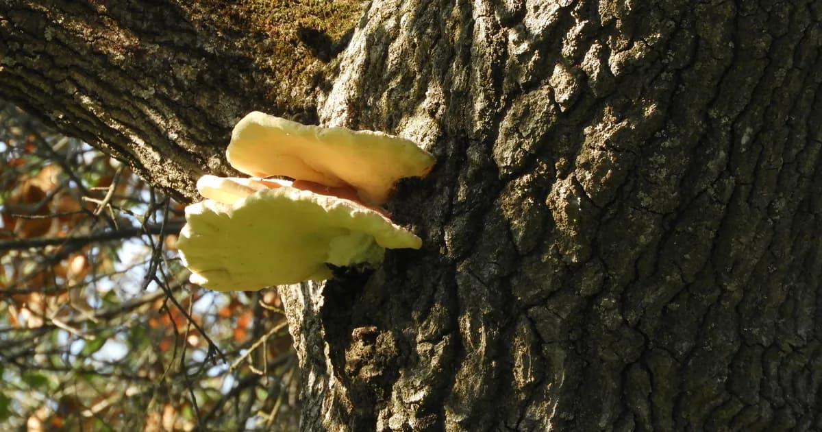 Western Sulphur Shelf (Laetiporus gilbertsonii) in Arizona habitat