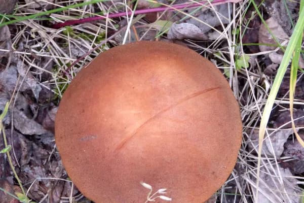Aspen Bolete (Leccinum insigne) in Colorado habitat