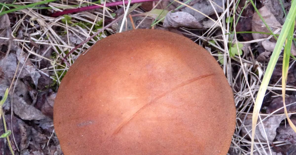 Aspen Bolete (Leccinum insigne) in Alaska habitat
