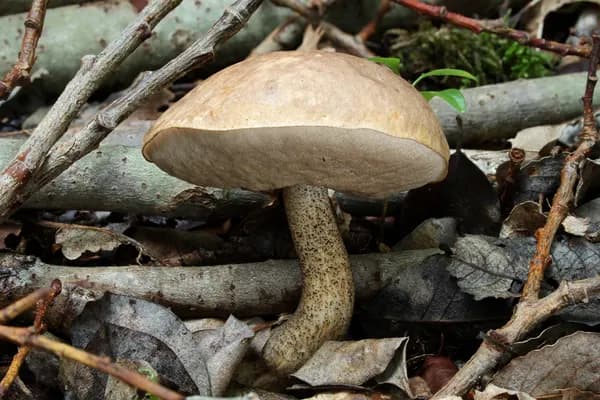 Birch Bolete (Leccinum scabrum) in Alaska habitat