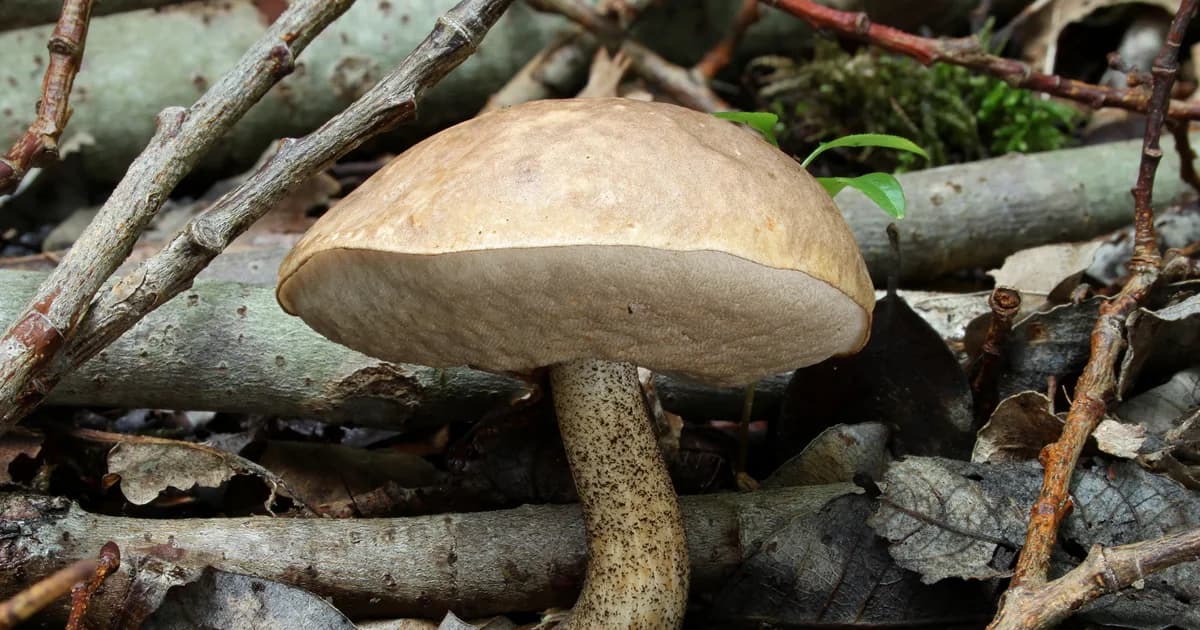 Birch Bolete (Leccinum scabrum) in Rhode Island habitat