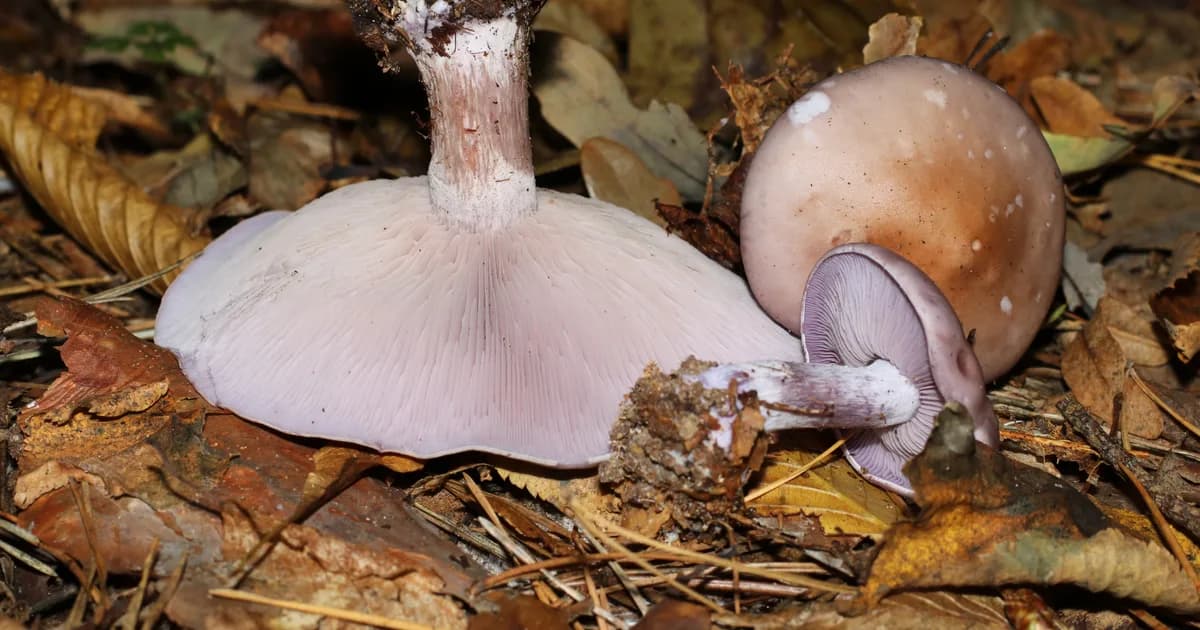 Wood Blewit (Lepista nuda) in New York habitat