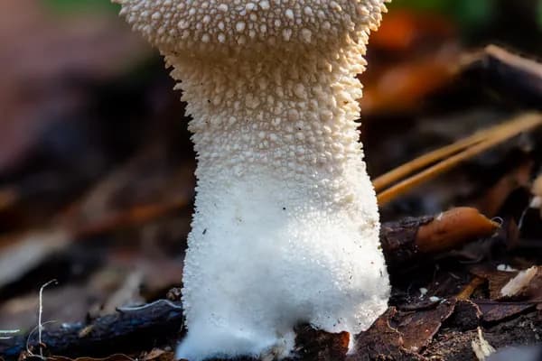 Gem-Studded Puffball (Lycoperdon perlatum) in Iowa habitat