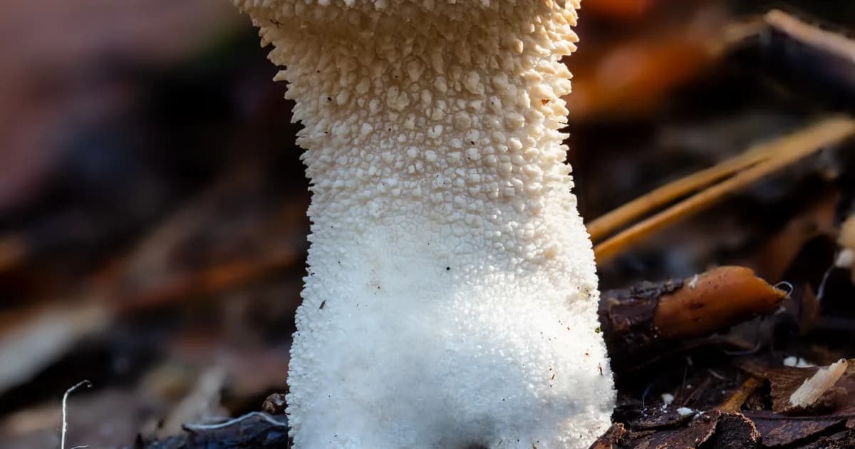 Gem-Studded Puffball (Lycoperdon perlatum) in New Jersey habitat