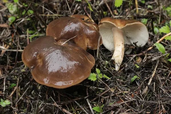 Fried Chicken Mushroom (Lyophyllum decastes) in Iowa habitat