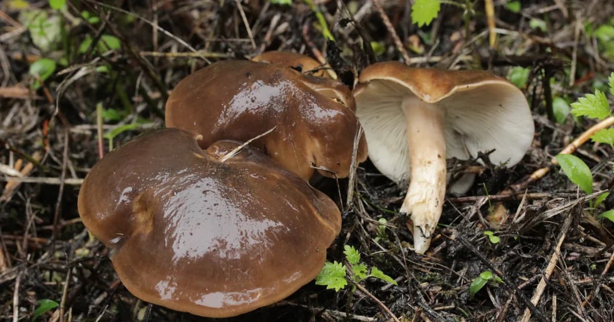 Fried Chicken Mushroom (Lyophyllum decastes) in Oregon habitat