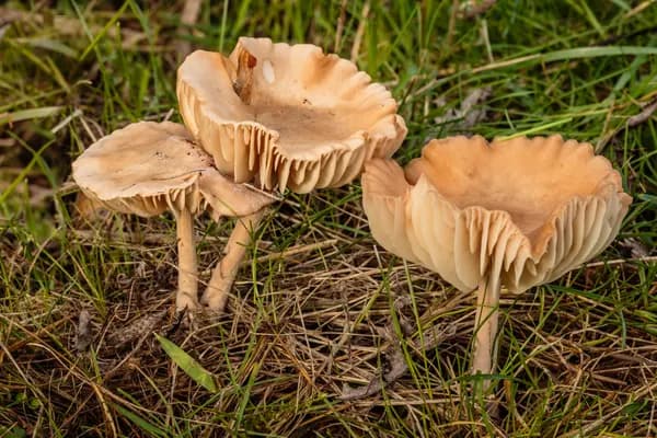 Fairy Ring Mushroom (Marasmius oreades) in Nebraska habitat