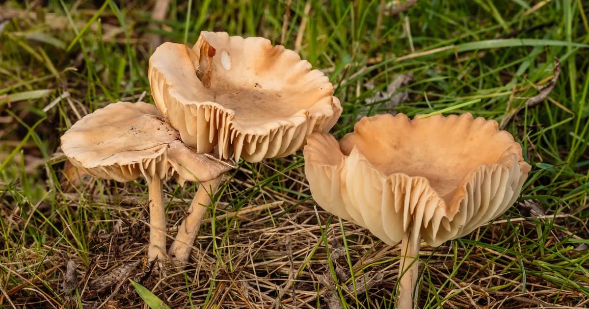 Fairy Ring Mushroom (Marasmius oreades) in Oklahoma habitat