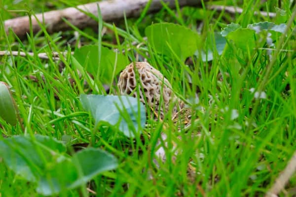 Yellow Morel (Morchella americana) in Iowa habitat
