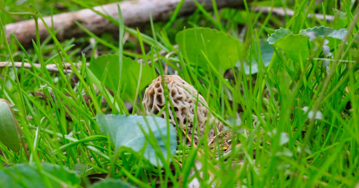 Yellow Morel (Morchella americana) in New Jersey habitat