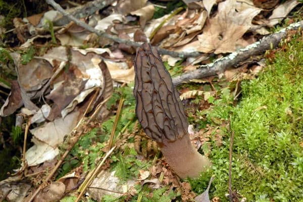 Black Morel (Morchella angusticeps) in Pennsylvania habitat