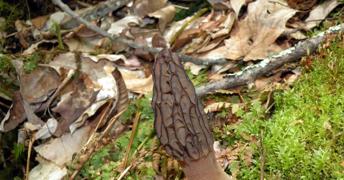 Black Morel (Morchella angusticeps) in Maine habitat