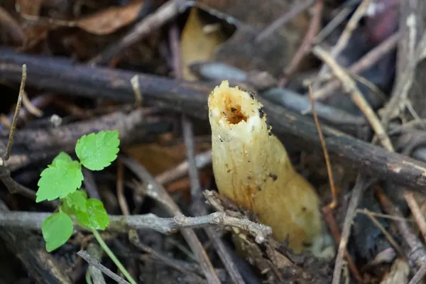 Half-Free Morel (Morchella punctipes) in Iowa habitat