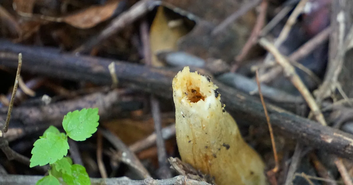 Half-Free Morel (Morchella punctipes) in Maine habitat