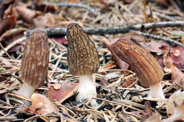 Burn Morel (Morchella sextelata) in Washington habitat