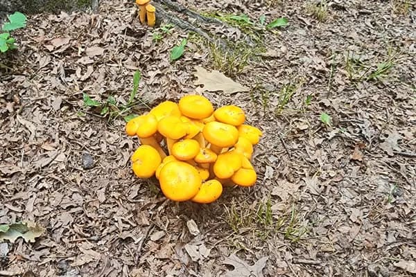 Jack-o'-Lantern (Omphalotus illudens) in New Jersey habitat
