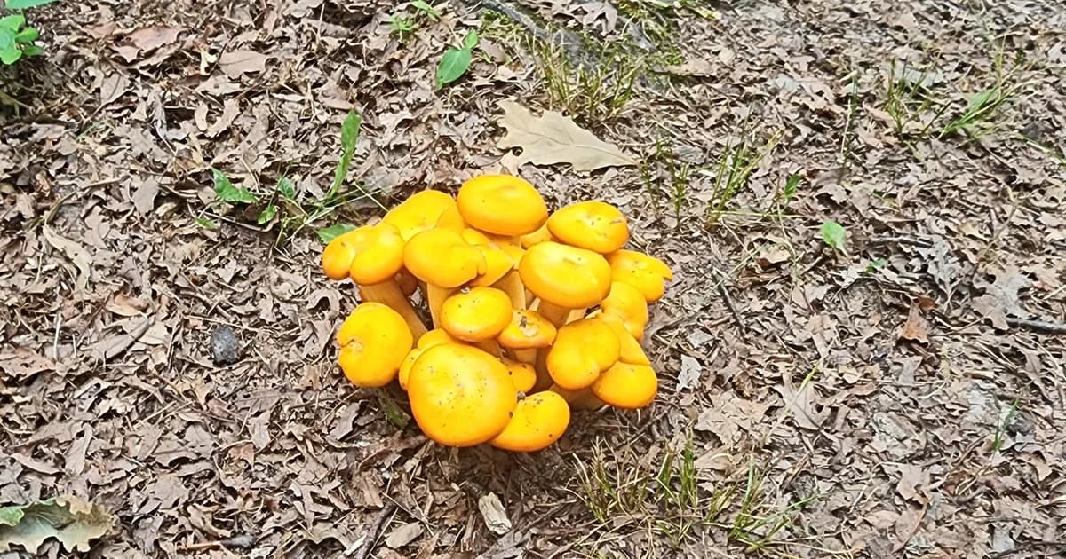 Jack-o'-Lantern (Omphalotus illudens) in Georgia habitat