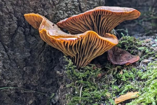 Western Jack-o'-Lantern (Omphalotus olivascens) in California habitat