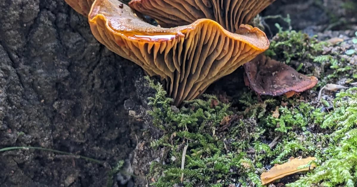 Western Jack-o'-Lantern (Omphalotus olivascens) in California habitat