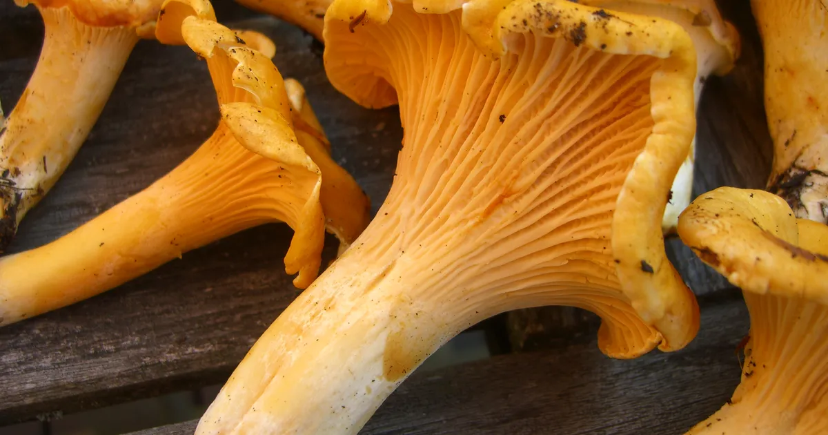 Pacific Golden Chanterelle (Cantharellus formosus) in Oregon habitat