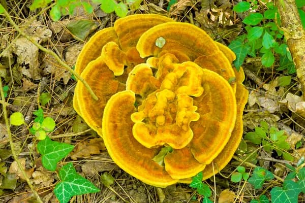 Dyer's Polypore (Phaeolus schweinitzii) in Kentucky habitat