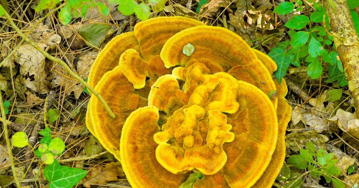 Dyer's Polypore (Phaeolus schweinitzii) in Virginia habitat