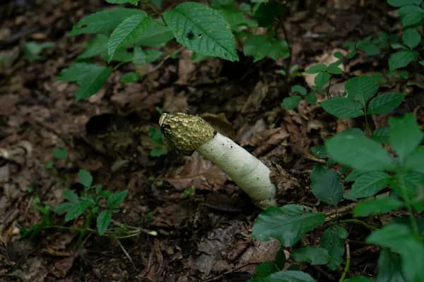 Stinkhorn (Phallus impudicus) in Connecticut habitat