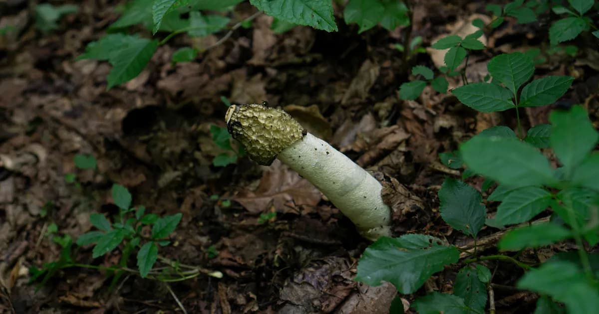 Stinkhorn (Phallus impudicus) in Maine habitat