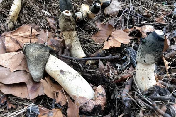 Ravenel's Stinkhorn (Phallus ravenelii) in Alabama habitat